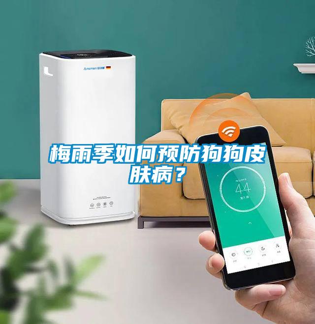 梅雨季如何預防狗狗皮膚病？