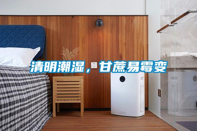 清明潮濕，甘蔗易霉變