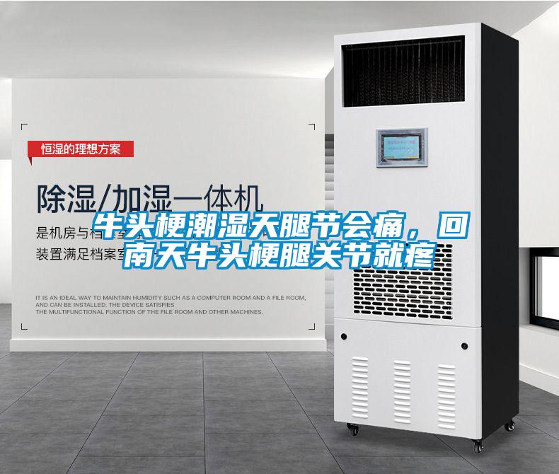 牛頭梗潮濕天腿節會痛，回南天牛頭梗腿關節就疼