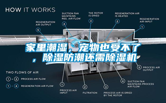 家里潮濕，寵物也受不了，除濕防潮還需除濕機(jī)