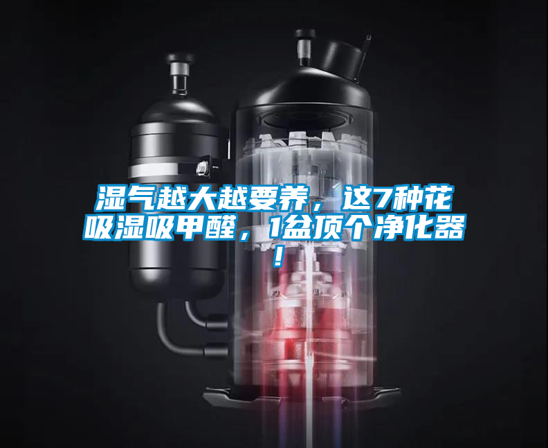 濕氣越大越要養(yǎng)，這7種花吸濕吸甲醛，1盆頂個(gè)凈化器！